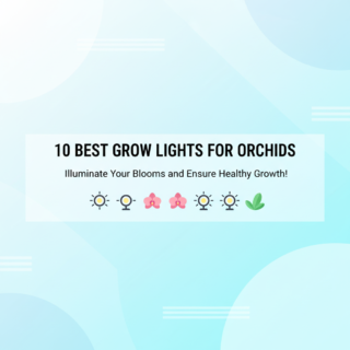 Best Grow Lights for Orchids in 2025: A Guide to Blooms and Healthy Growth